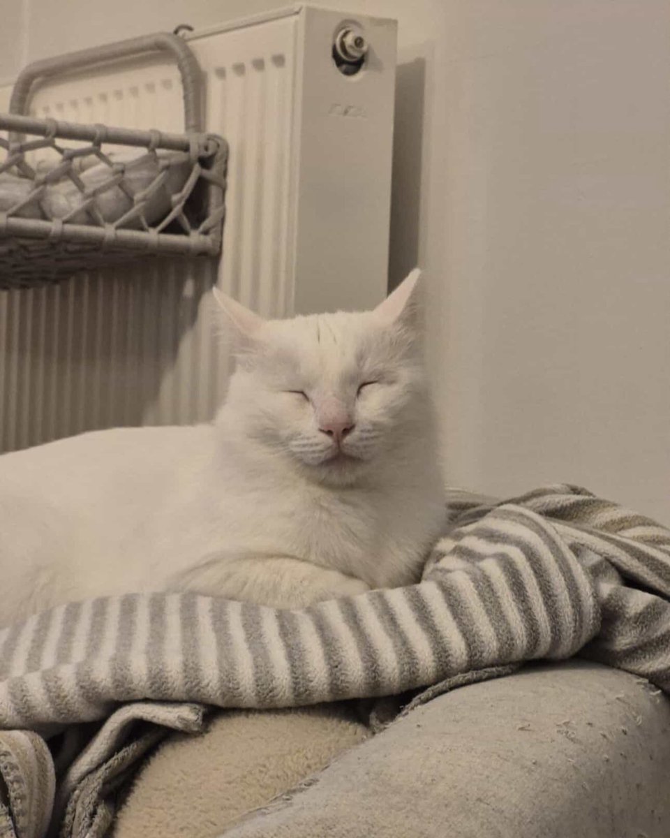 👉 Patiye_umut | Sahiplendirme & Kurtarma tweet media