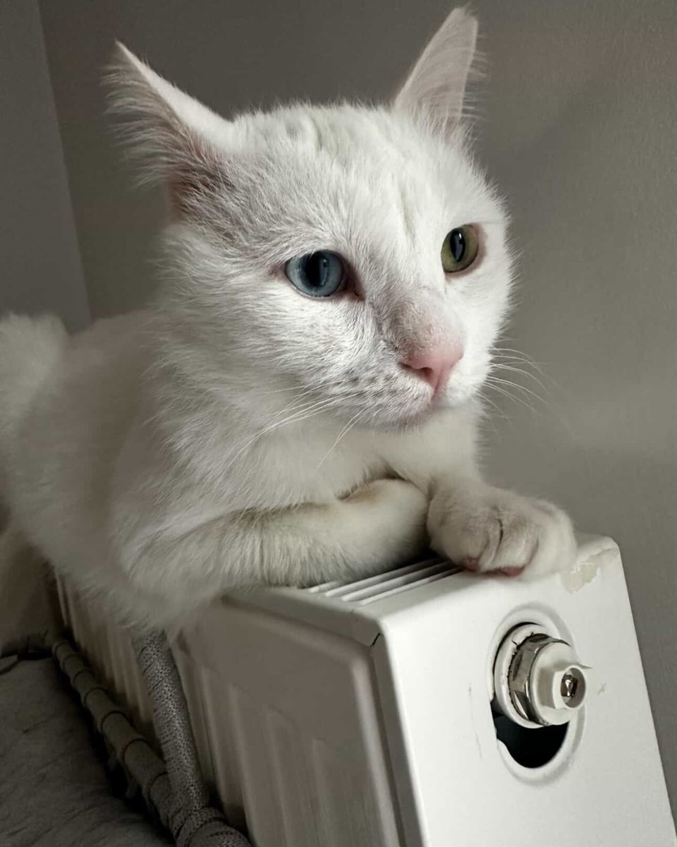 👉 Patiye_umut | Sahiplendirme & Kurtarma tweet media