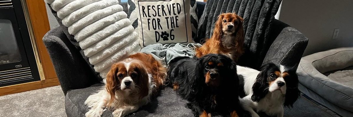 TheCavalier tweet media