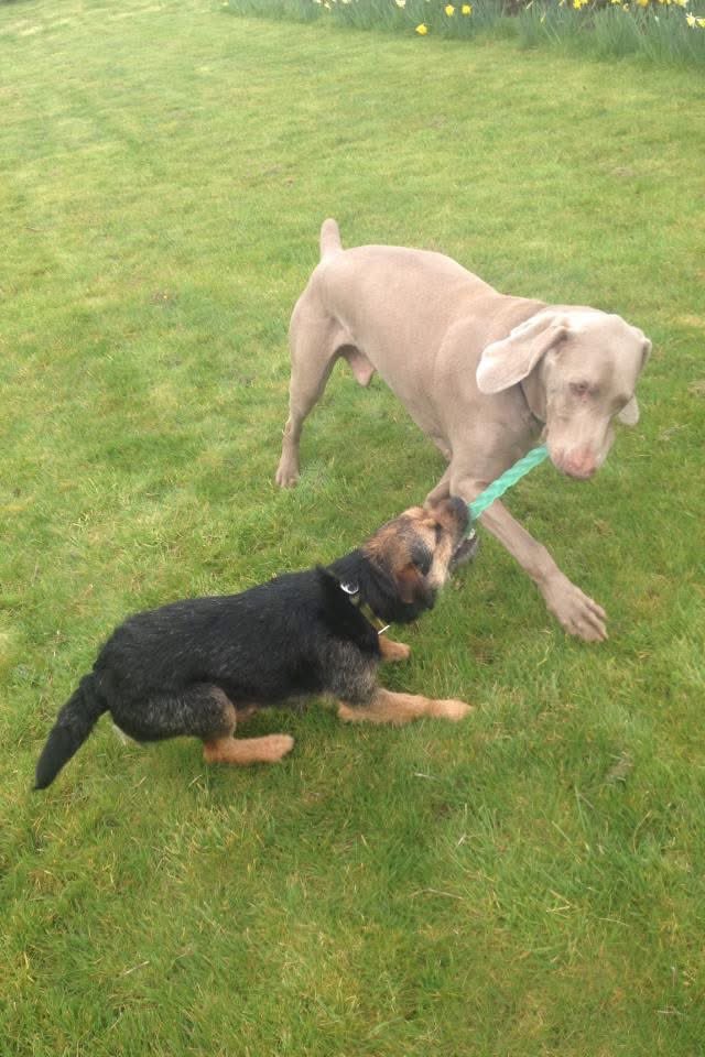 Lord Scrappy Nelson tweet media