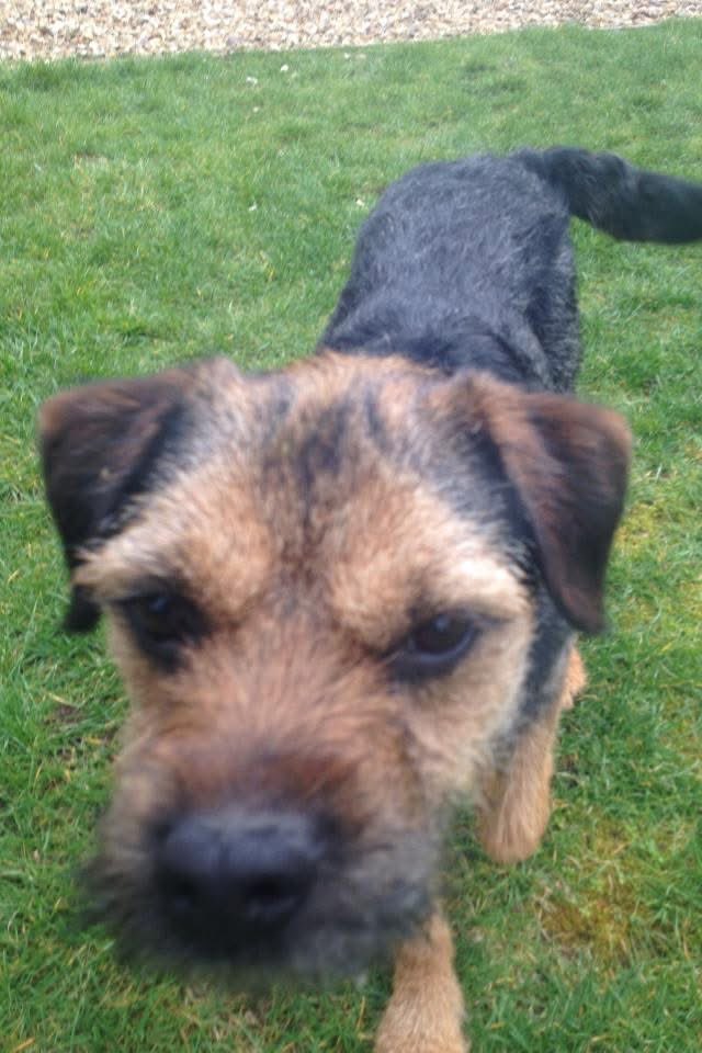 Lord Scrappy Nelson tweet media