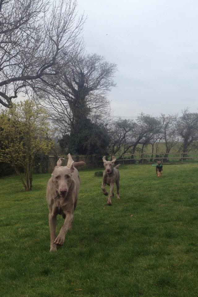 Lord Scrappy Nelson tweet media