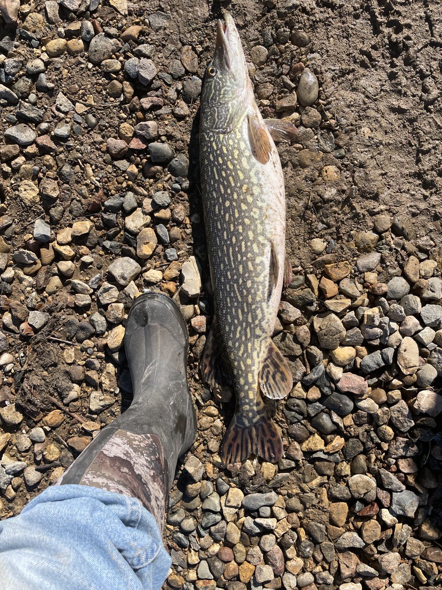 Walleye10 tweet media