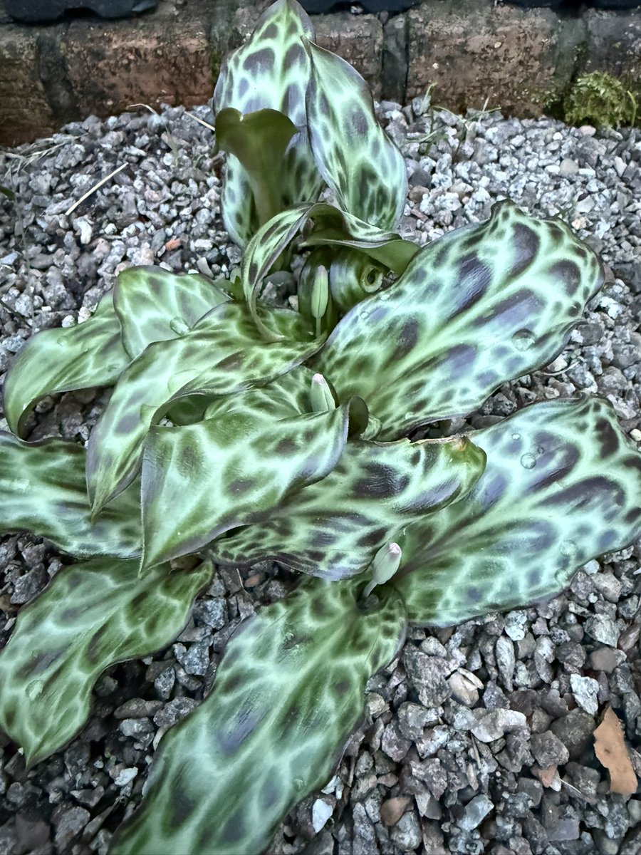 Alan James Gardner tweet media