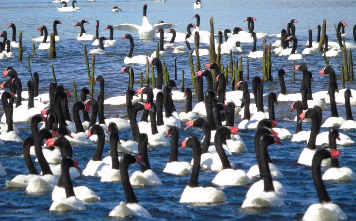 Vladimir Riesco. Abogado y Profesor tweet media