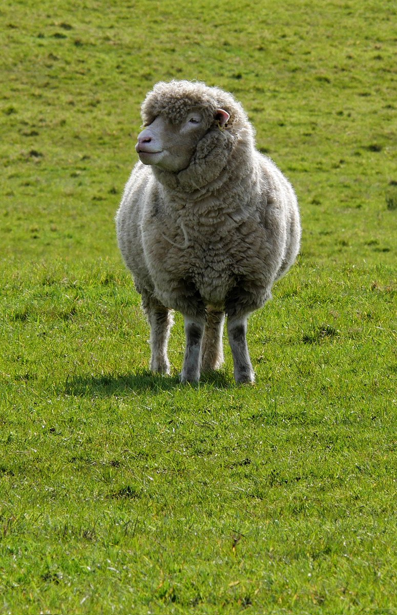 Mick ☯️☮🕉📚📷🌈🕊️☕🌍 tweet media