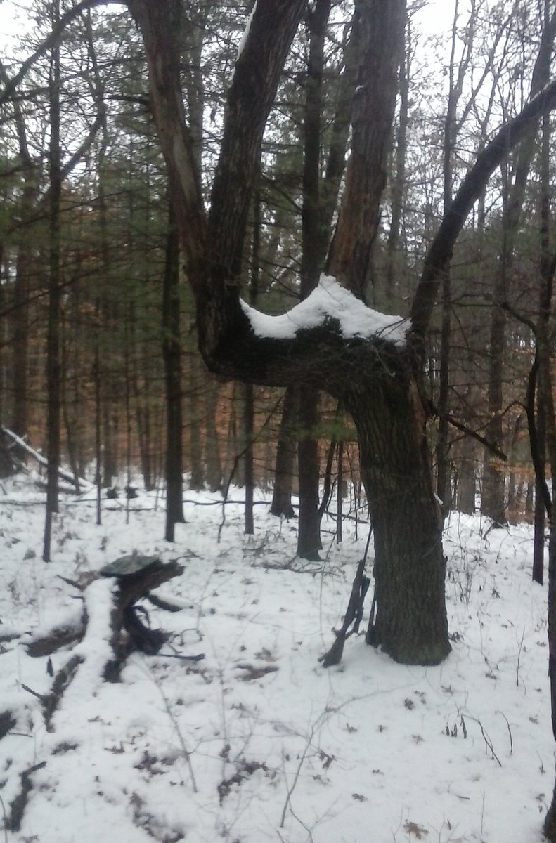 Karababy52's tweet photo. @HemmerleinLee I love trees in general so I'm always looking at them while in the woods. One time while walking to a hunting spot, Hubby and I found a marker tree. We decided to stop near it, rest and check it out. https://t.co/bm07Kaczt3
