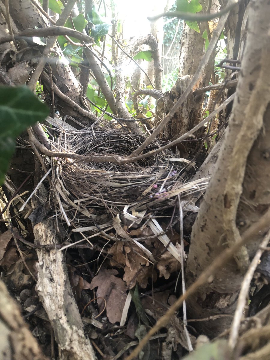 SWANWATCHUK tweet media