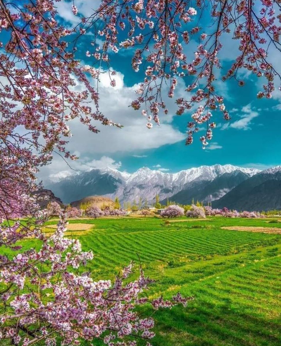 Nishat Riaz MBE tweet media