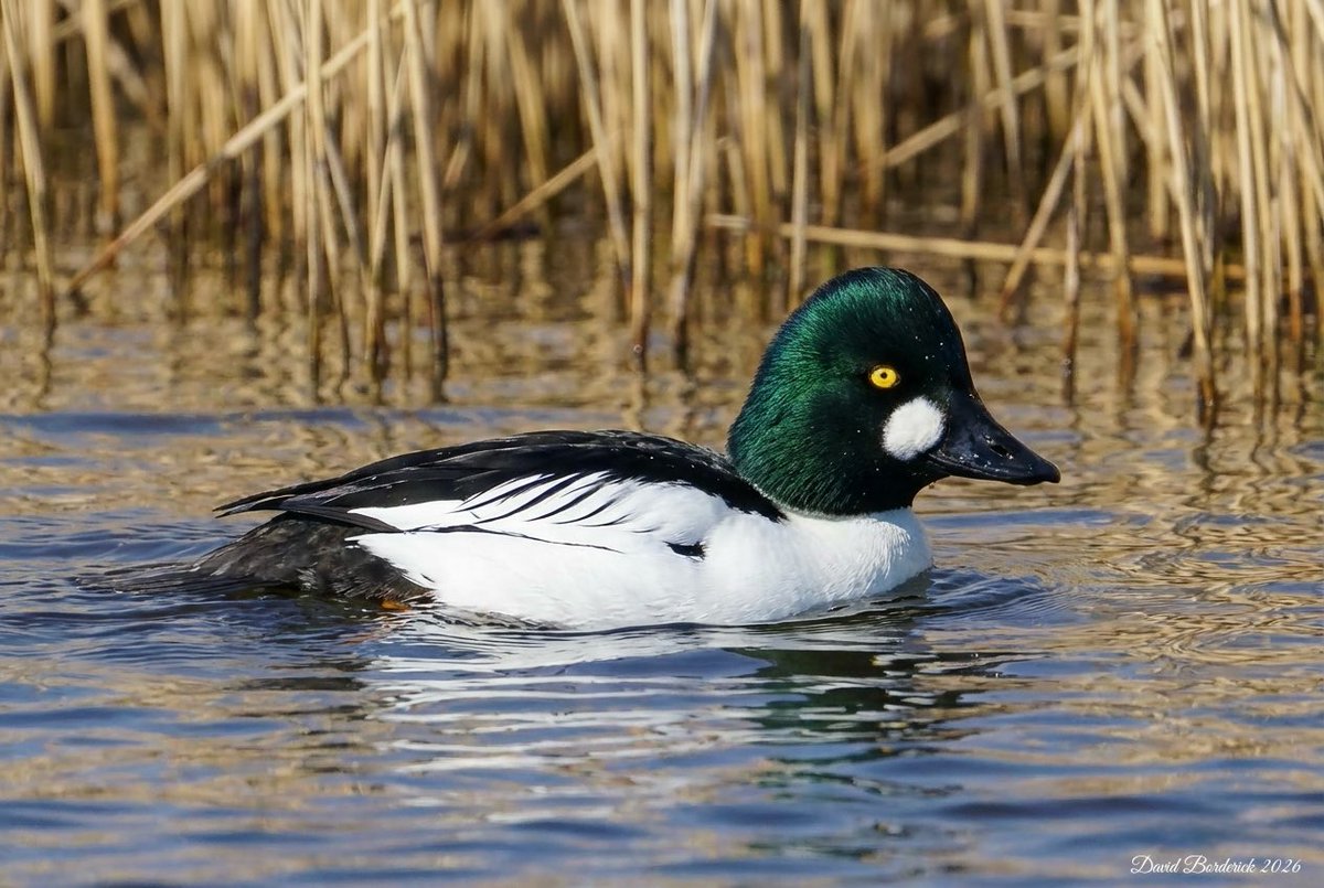 David Borderick tweet media