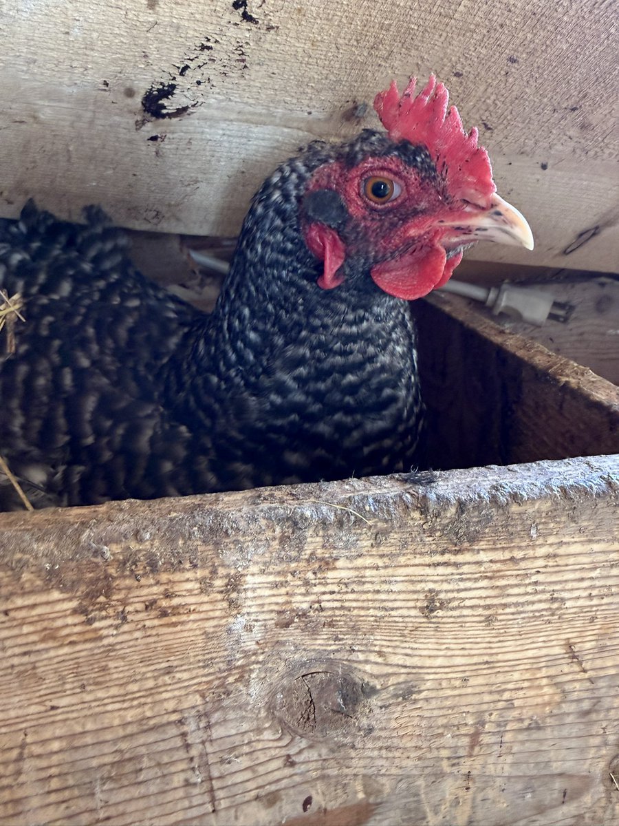 Old Hollow Tree tweet media