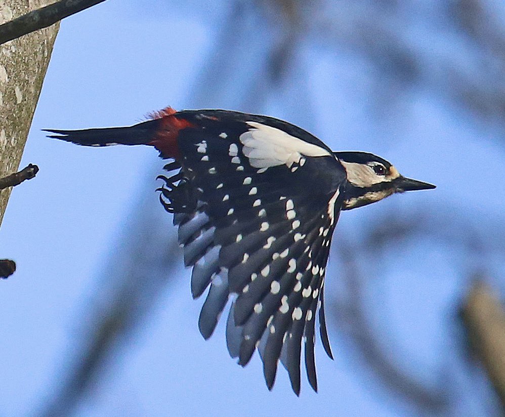 john donnelly tweet media