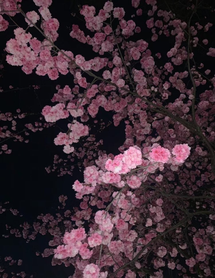 blossom. tweet media