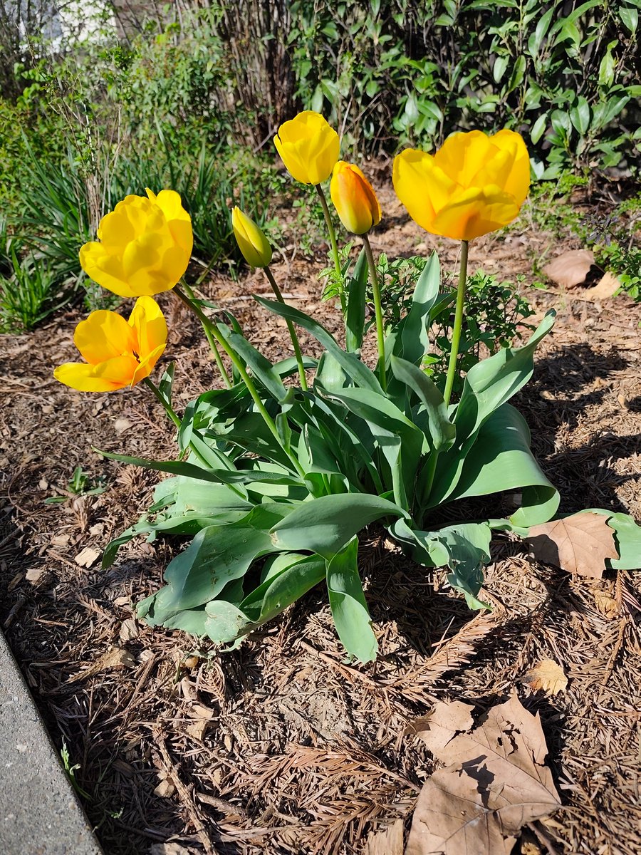 ⚜️🏳️‍🌈🏳️‍🌈Freddie 🏳️‍🌈🏳️‍🌈⚜️ tweet media