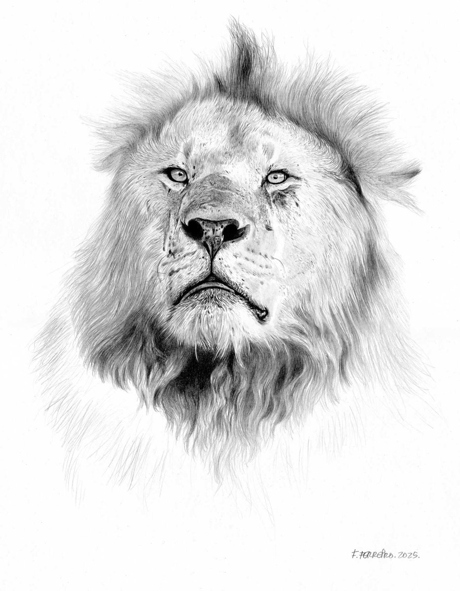 Fernando Ferreiro (@ferfedrawings68) on Twitter photo 