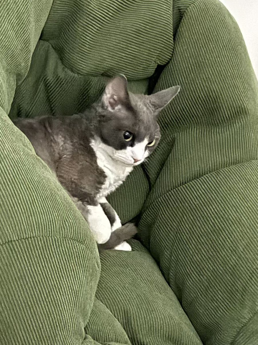 小凝望桑 tweet media