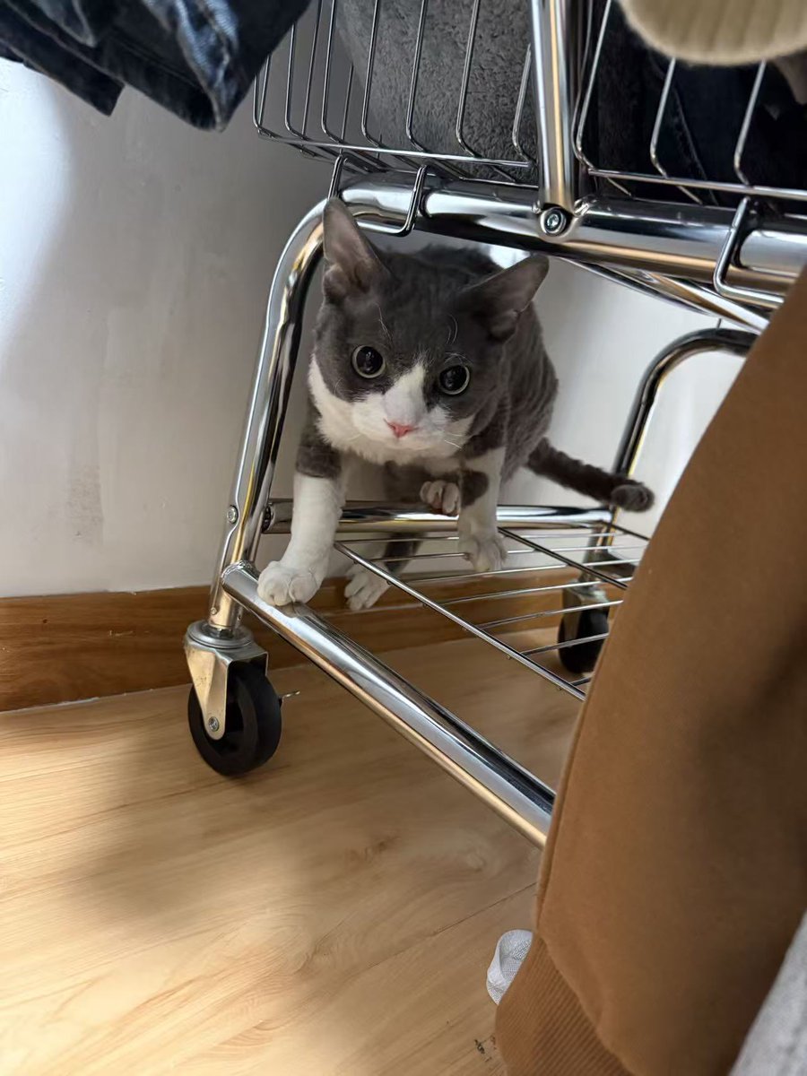 小凝望桑 tweet media