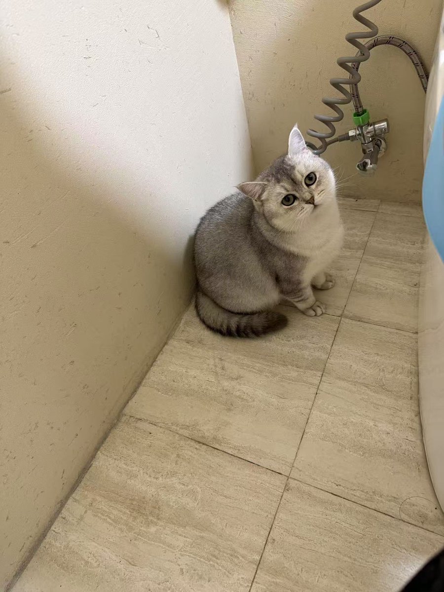 小凝望桑 tweet media