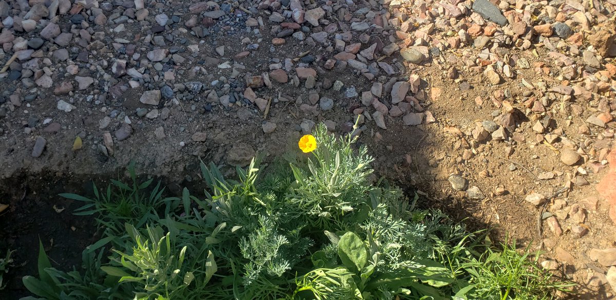 Brian Alston tweet media