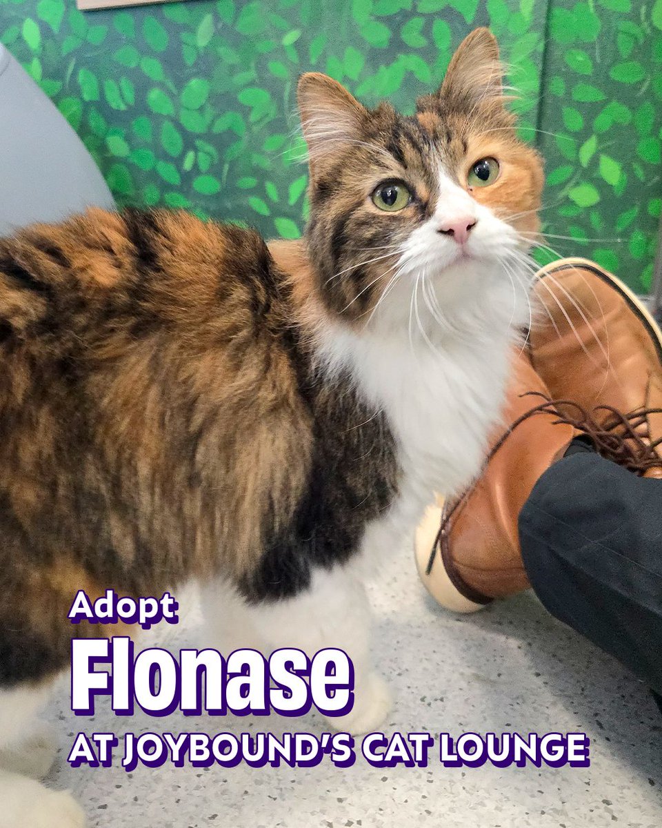 Joybound People & Pets tweet media