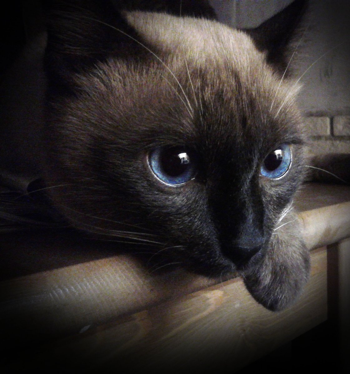 маленькая мышь в уютной норке tweet media