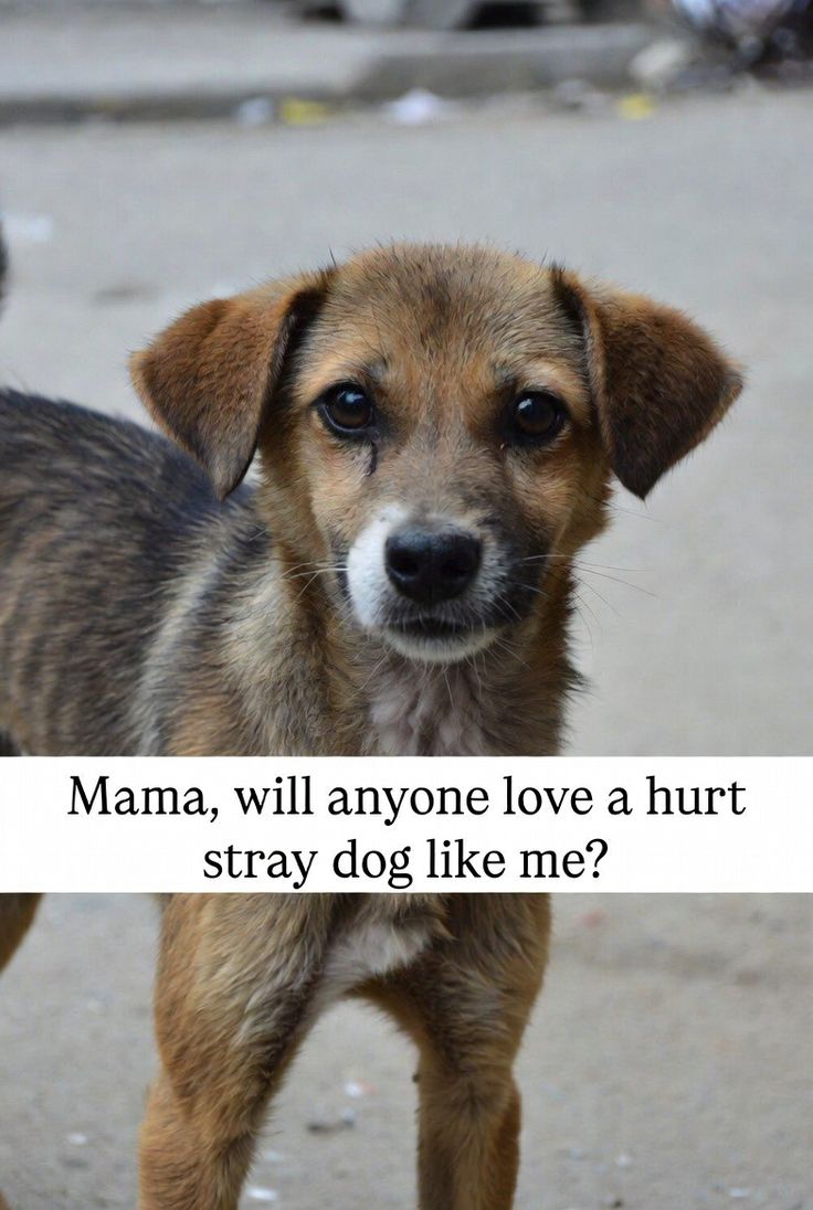 𝕏 Dogs tweet media