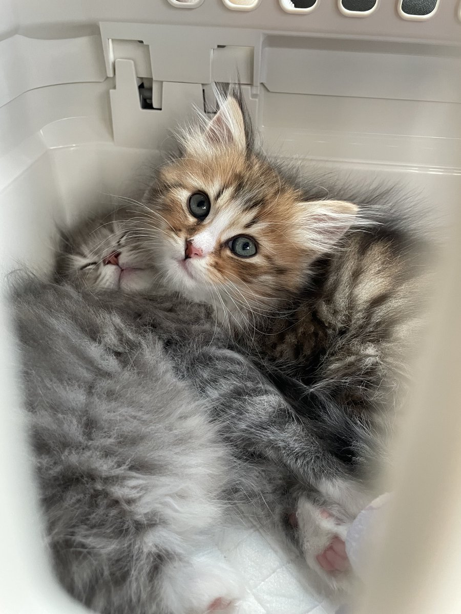 𝚈𝚞𝚞𝚗𝚊 tweet media