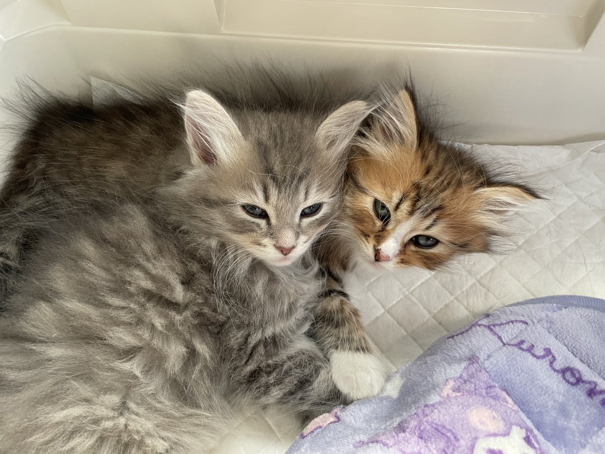 𝚈𝚞𝚞𝚗𝚊 tweet media