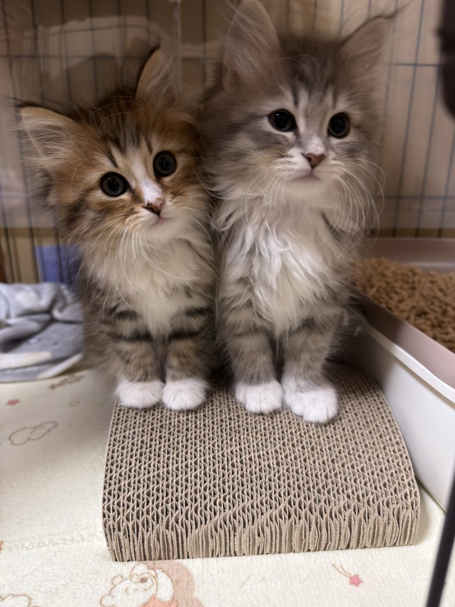 𝚈𝚞𝚞𝚗𝚊 tweet media