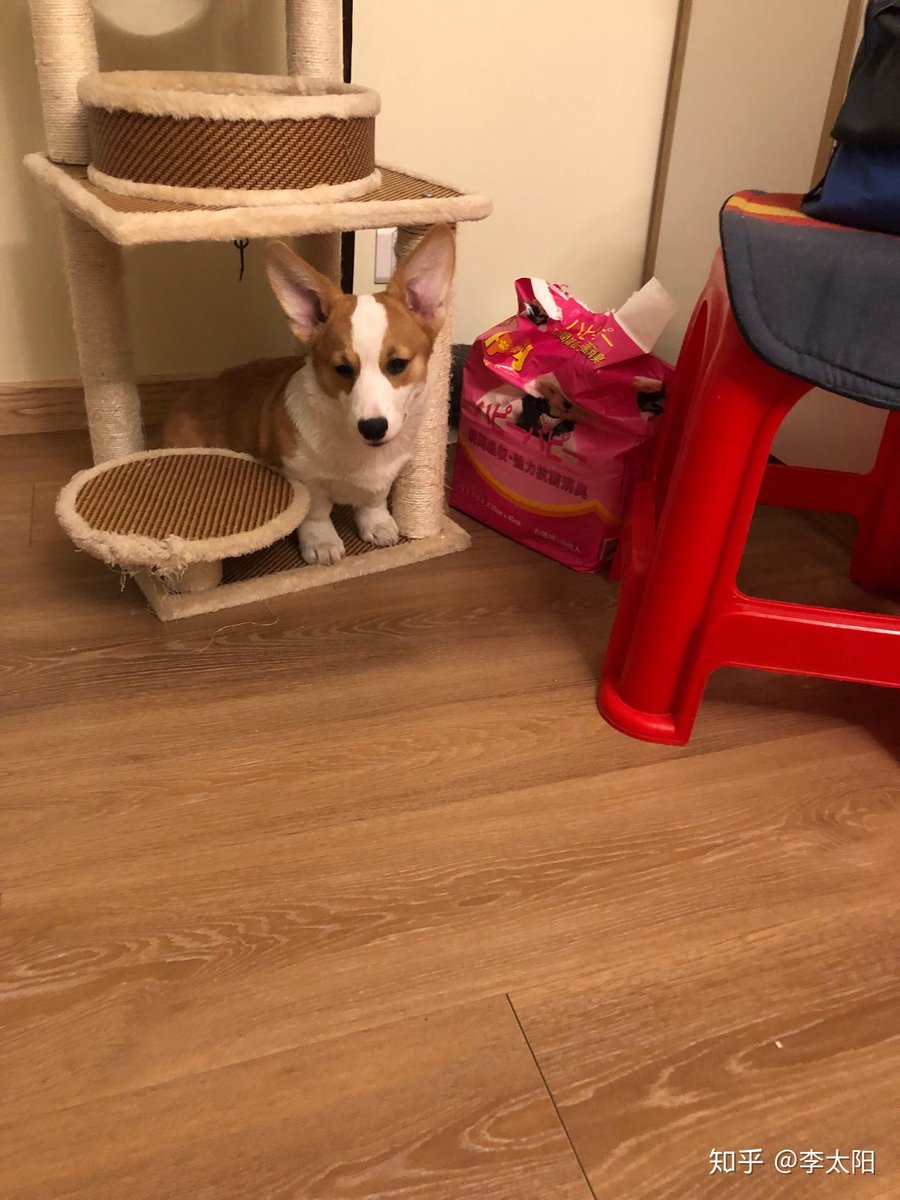 nico deyde tweet media