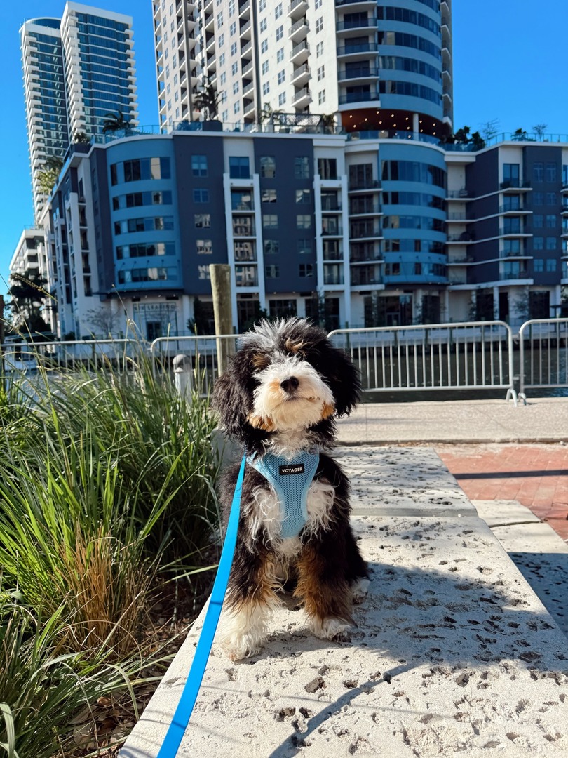 DowntownFTL tweet media