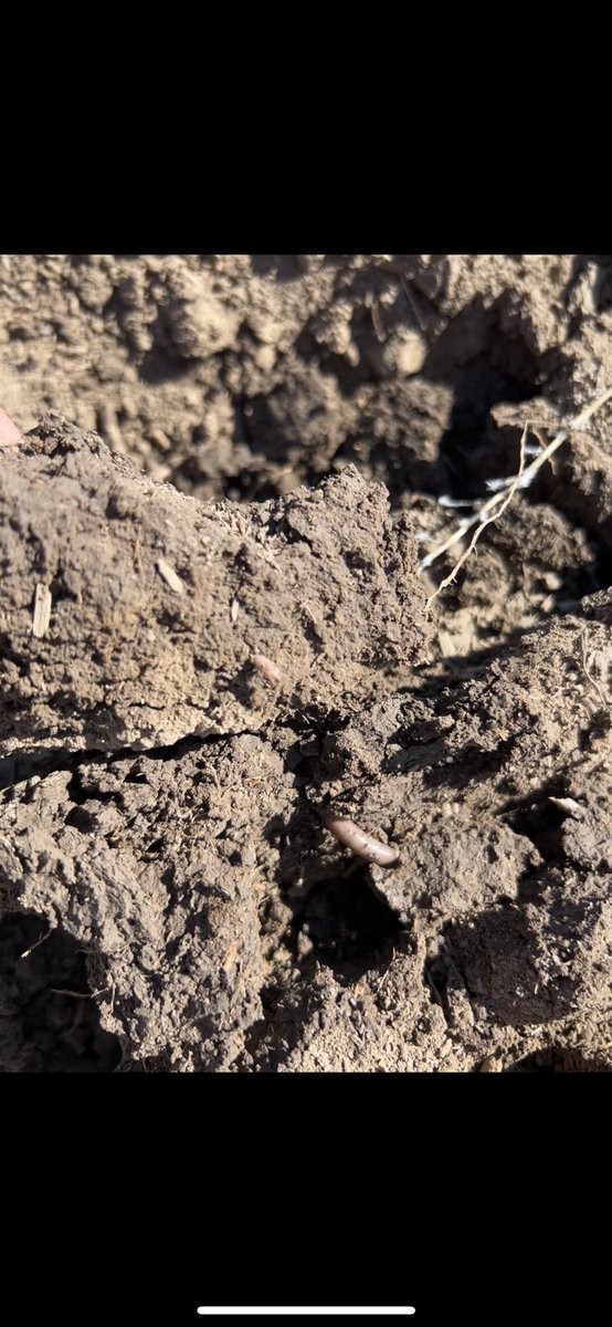 riley_sides's tweet photo. Evidently it takes rain to grow stuff. Quite the spring, 8 degrees the other morning and 85-95 the next 3 days and no magic water towers around here. 😴
In farming all you can do it prepare to win. It’s out of your hands after that #godig https://t.co/5gFfqc3Cv7