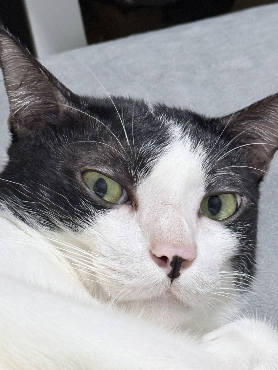 พอจอ 𑣲ˏ tweet media