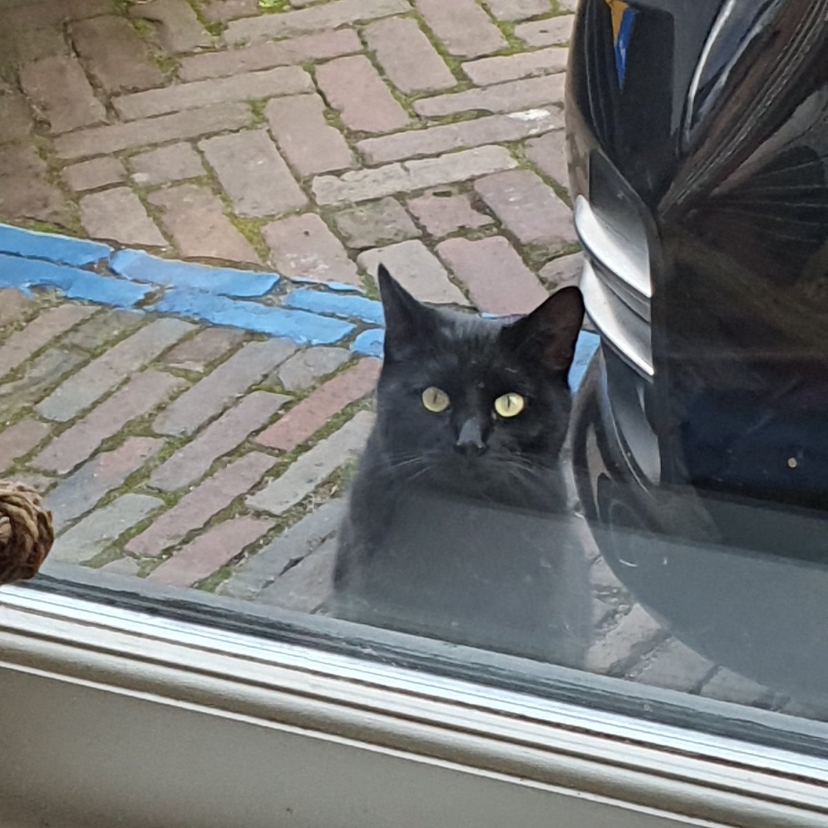 louise Weteling Hageman 🐦 tweet media