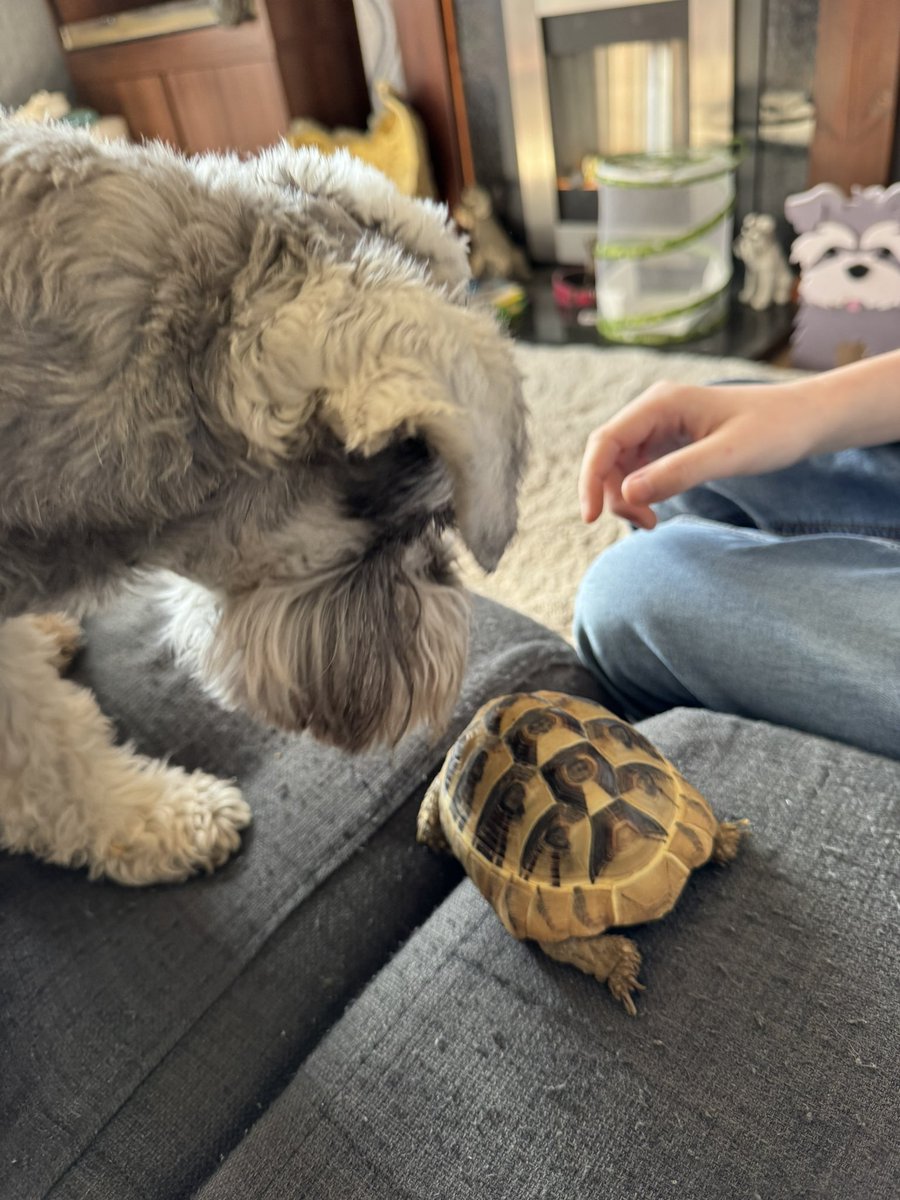 TinyTheTortoise's tweet photo. What the hell is this creature ?? It’s all furry! Oh it’s him! The noisy one! The Hooman’s best friend… https://t.co/L4W5vNc7EV