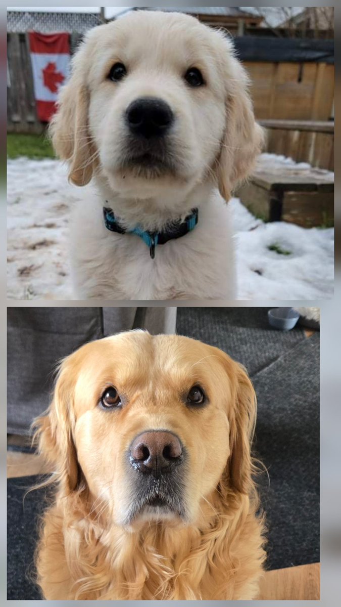 Courtney, Gracie & Patrick 🇨🇦🍁❄️☃️ tweet media