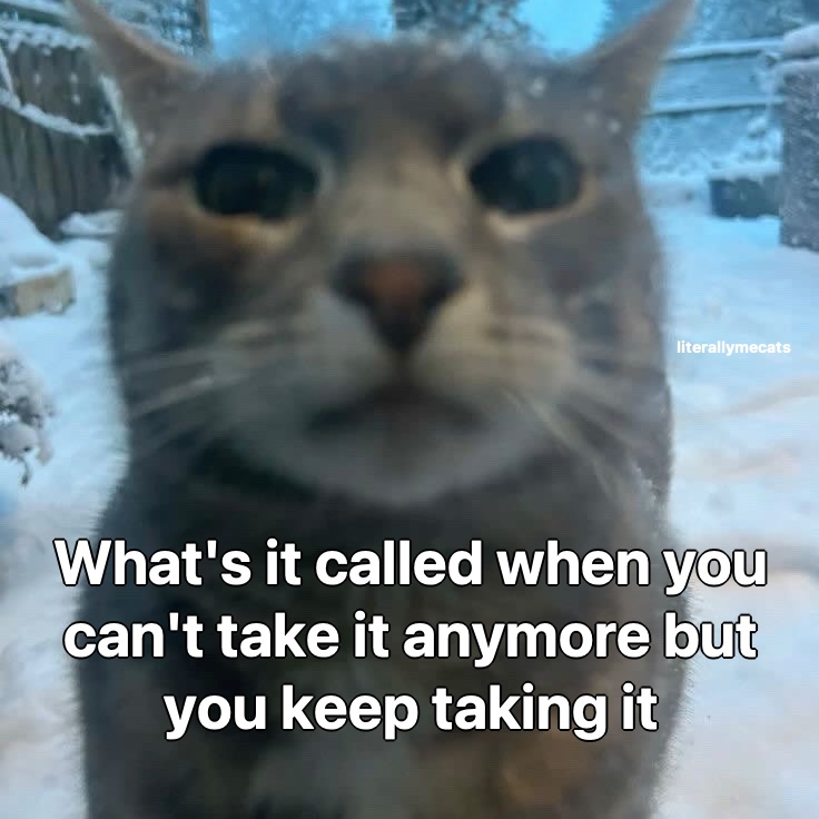 LiterallyMeCats tweet media