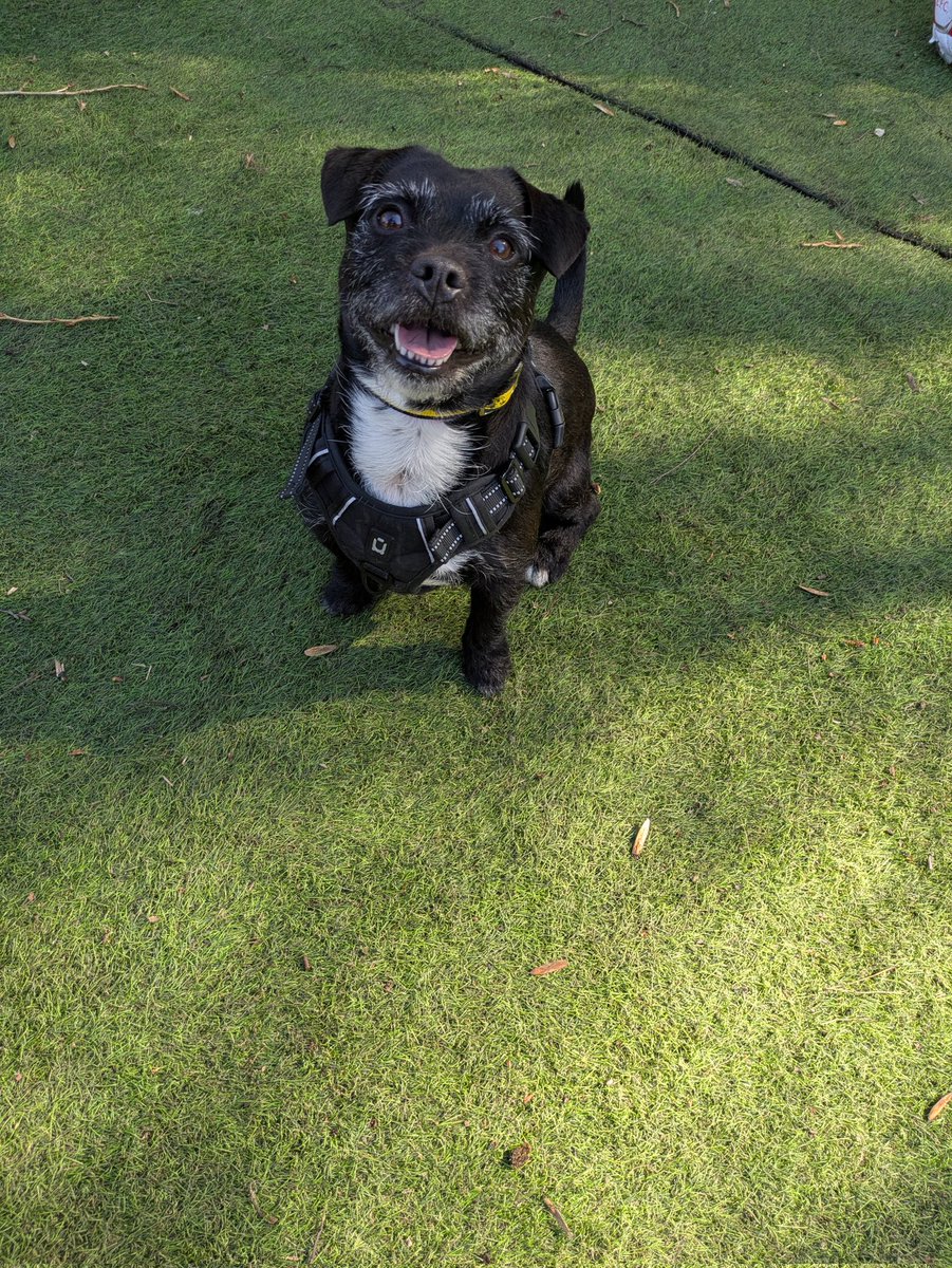 Alan Harri20n tweet media