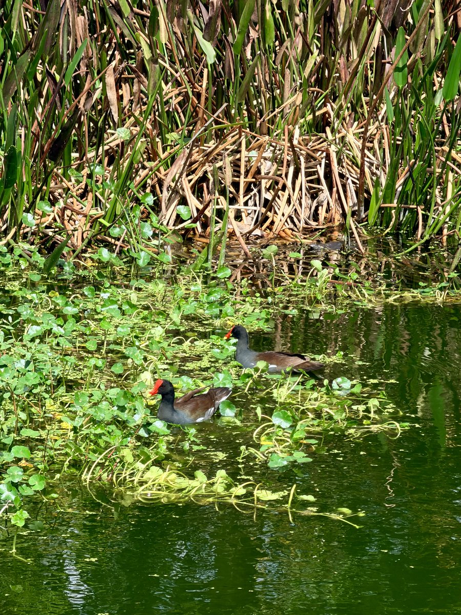 Dr J Rould tweet media