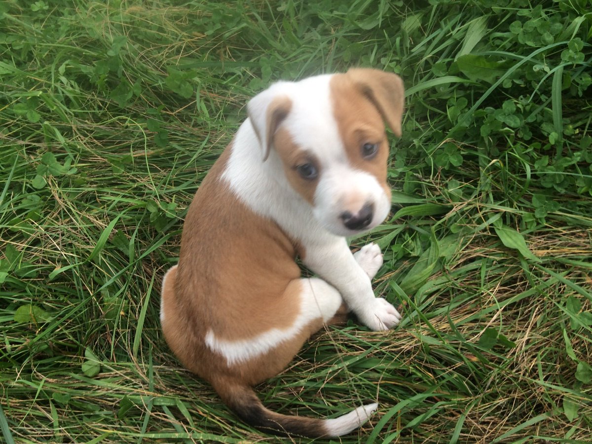 ⚓️⛓CHAINS⛓⚙️🔜FurTheMore2026 tweet media