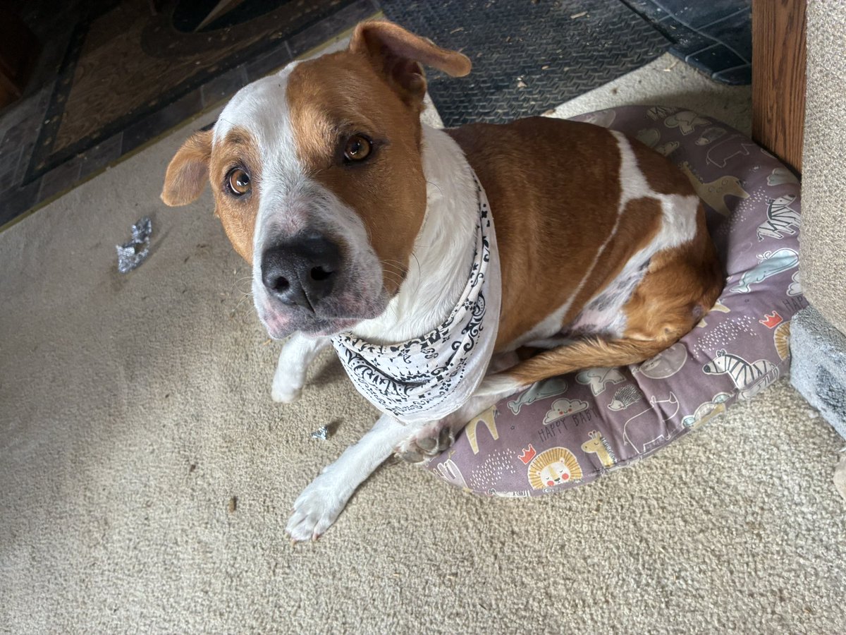 ⚓️⛓CHAINS⛓⚙️🔜FurTheMore2026 tweet media