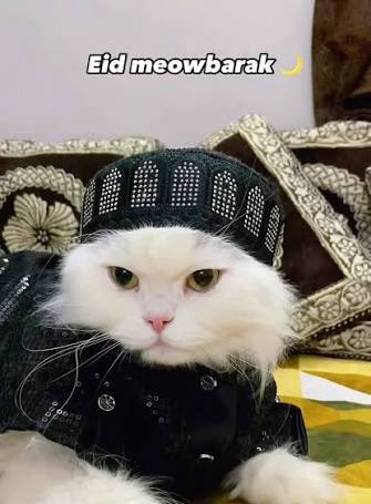 Mohammad tweet media