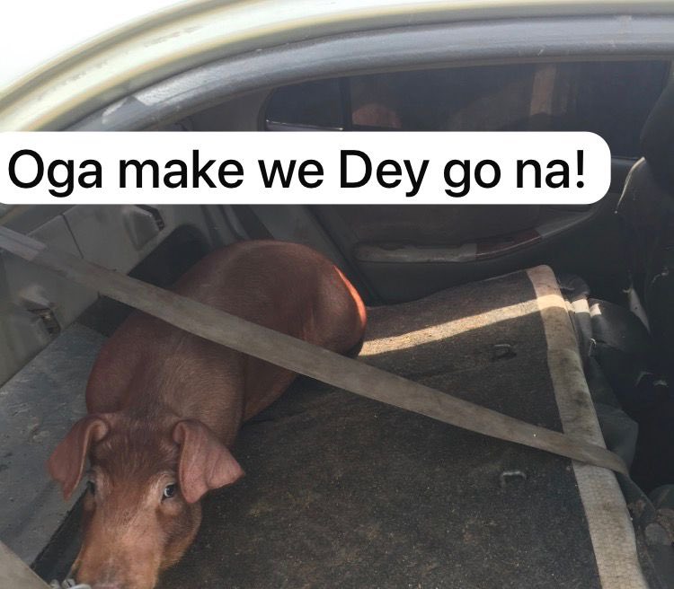 Kunmi Àgbà Farmer tweet media