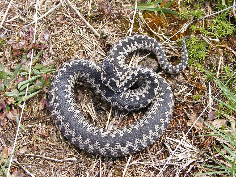 RadioNoOneCares's tweet photo. We are officially one day away from the Spring Equinox, which means across the UK and Europe, the Vipera berus—the Common Adder—is currently hitting the "snooze" button on its winter hibernation and slithering out to find a nice, warm rock.
#radionoonecare #viperaberus #reptiles https://t.co/eEp9c7kjGQ