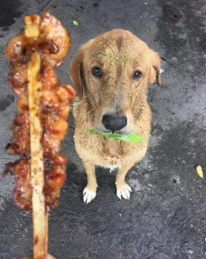 Best in Dogs tweet media