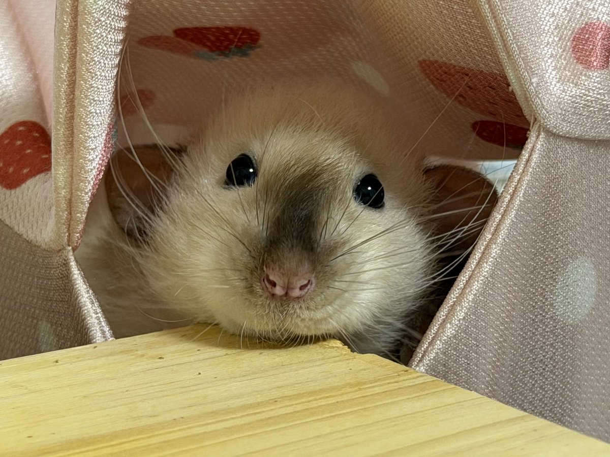 ﾇﾝﾒ•ﾘｰ tweet media