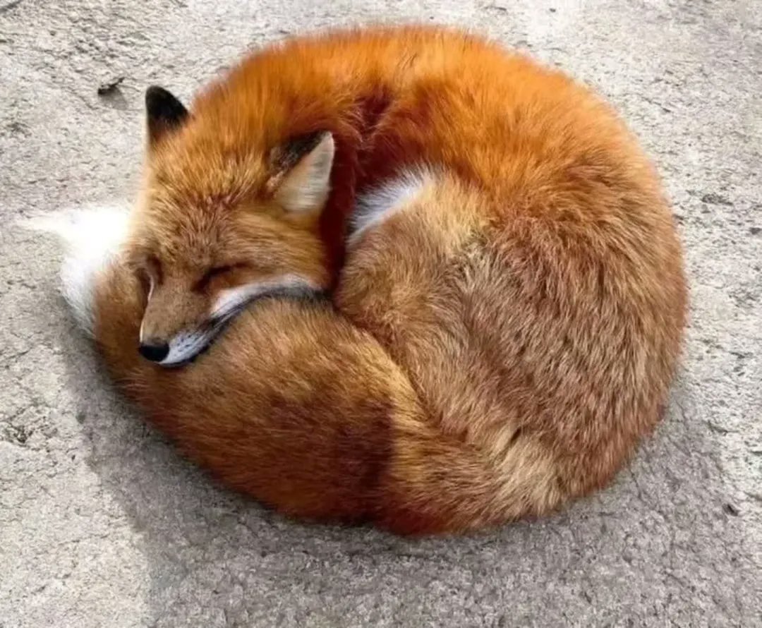 🍁 𝓣𝓱𝓮 𝓕𝓸𝔁 𝓛𝓲𝓯𝓮 🌾🦊 tweet media