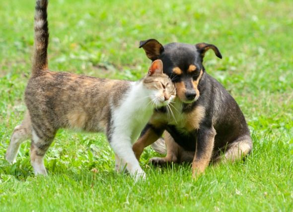 Heartworm Society tweet media