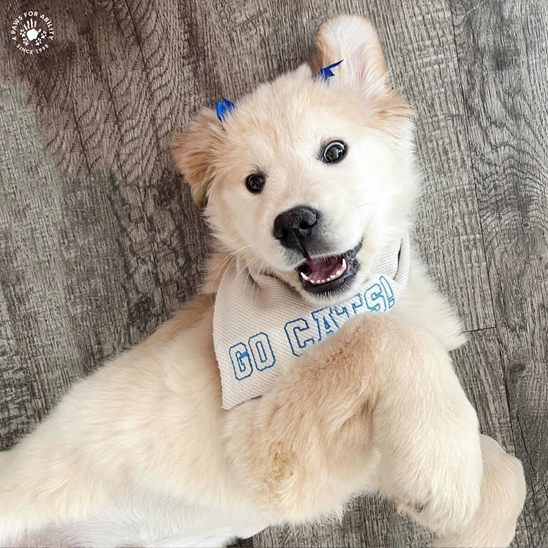 4 Paws For Ability tweet media