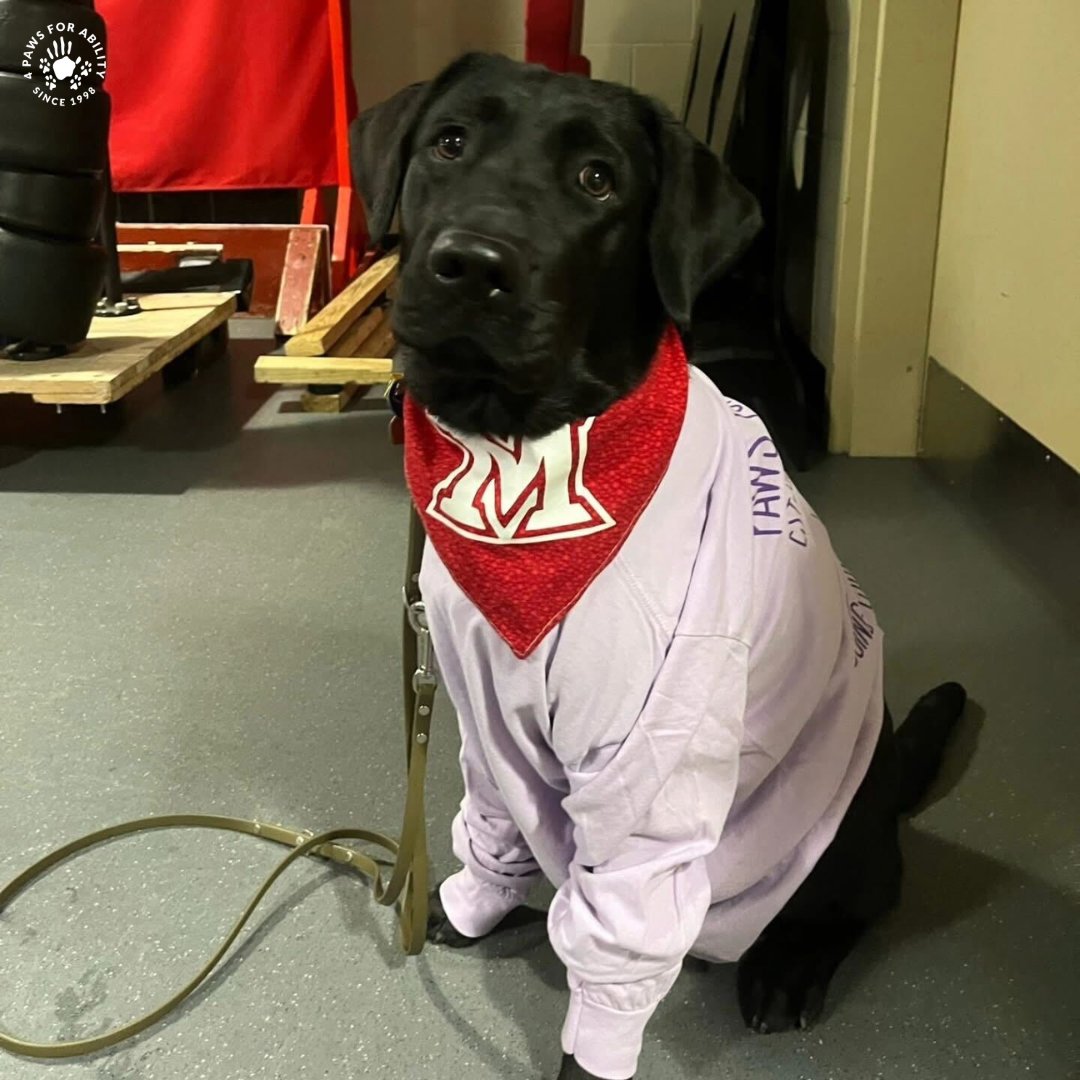 4 Paws For Ability tweet media